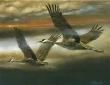 Sandhill Crane Ii by Gene Roncka Limited Edition Print