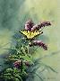 Tiger Swallowtail by Bruce Langton Limited Edition Print