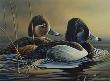 Ring Necked Duck by Bruce Langton Limited Edition Pricing Art Print