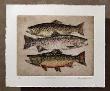 Trout Species Hc by Bruce Langton Limited Edition Print