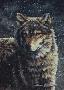 Grey Wolf by Bruce Langton Limited Edition Print
