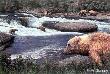 Bears Mcneil River by Ed Tussey Limited Edition Pricing Art Print