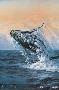 Young Alaskan Humpback by Ed Tussey Limited Edition Print