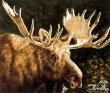 Alaskan Monarch by Judi E Rideout Limited Edition Print