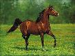 Thats Horse Arbn Barem by Chris Cummings Limited Edition Print
