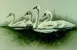 Trumpeter Swan Fam Cls by Larry Martin Limited Edition Print