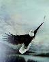 Time To Soar by Larry Martin Limited Edition Print