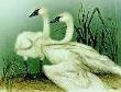 Trumpeter Swans Cls by Larry Martin Limited Edition Print