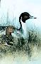 Pintails by Larry Martin Limited Edition Print