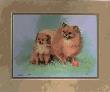 Pomeranian by Linda Picken Limited Edition Print