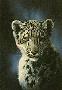 Snow Leopard Cub by Linda Picken Limited Edition Print