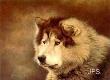 Veteran Husky by Jeanne Filler Scott Limited Edition Print