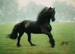Friesian Delight by Jeanne Filler Scott Limited Edition Print