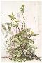 Dandelion by Dennis Curry Limited Edition Print