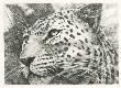Leopard Port by Dennis Curry Limited Edition Pricing Art Print