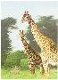 Giraffes Manyara by Dennis Curry Limited Edition Pricing Art Print