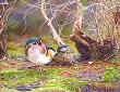 Wood Ducks by Dennis Curry Limited Edition Pricing Art Print