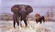 Mafunyane by Paul Bosman Limited Edition Print