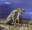 Sunshine Strm Rhodesia by Paul Bosman Limited Edition Print