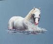 Lippizan At Play by Patricia Bourque Limited Edition Print