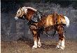 War Horse by Patricia Bourque Limited Edition Print