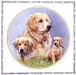 Goldens by Patricia Bourque Limited Edition Print