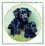 Black Labs by Patricia Bourque Limited Edition Print