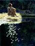 Let My Spirit Soar by Bev Doolittle Limited Edition Pricing Art Print