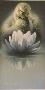 Water Lily by Jay J Johnson Limited Edition Print