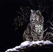 Winters Kitten by Ron Ukrainetz Limited Edition Print