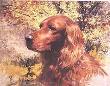 Irish Setter Head by Robert Abbett Limited Edition Print