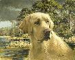 Yellow Lab Head by Robert Abbett Limited Edition Print