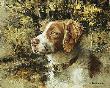 Brittany Spaniel Head by Robert Abbett Limited Edition Pricing Art Print