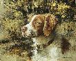 Brittany Spaniel Head by Robert Abbett Limited Edition Print