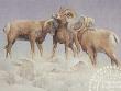 Rams by Nancy Noel Limited Edition Print