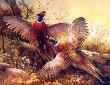 Pheasant Phracas by Beverly Carrick Limited Edition Print