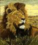 Lion Head Study by R G Finney Limited Edition Print