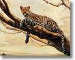 African Leopard by Charles Frace' Limited Edition Print