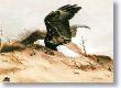American Eagle Dune by Charles Frace' Limited Edition Print