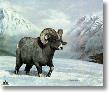 Bighorn Country by Charles Frace' Limited Edition Print