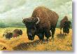 Bison by Charles Frace' Limited Edition Print