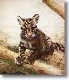 Clouded Leopard by Charles Frace' Limited Edition Print