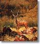 Greater Kudu by Charles Frace' Limited Edition Print