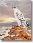 Gyrfalcon by Charles Frace' Limited Edition Print