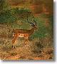 Impala by Charles Frace' Limited Edition Pricing Art Print