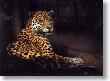 Jaguar by Charles Frace' Limited Edition Print