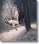 Northern Goshawk by Charles Frace' Limited Edition Print