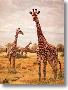 Masai Giraffes by Charles Frace' Limited Edition Print