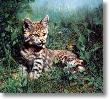 Natures Dawn Lynx by Charles Frace' Limited Edition Print
