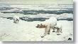 Polar Bear by Charles Frace' Limited Edition Print